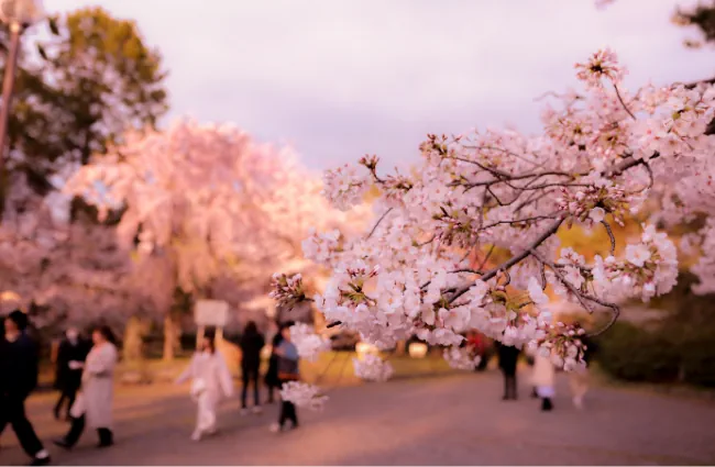 musim bunga sakura di Jepang