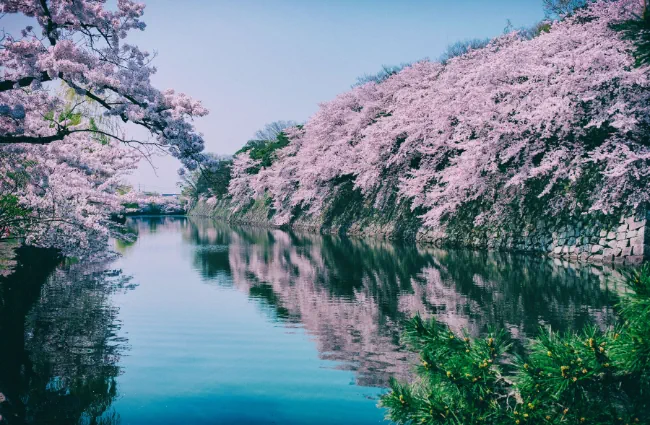kapan melihat sakura di jepang