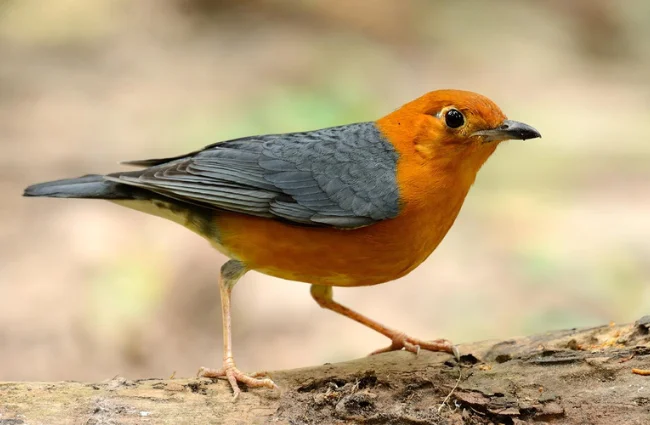 Pakan bernutrisi burung kicau