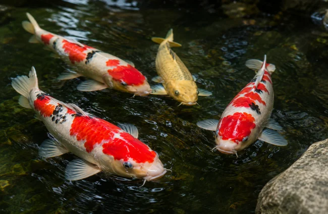 Pakan bernutrisi ikan koi